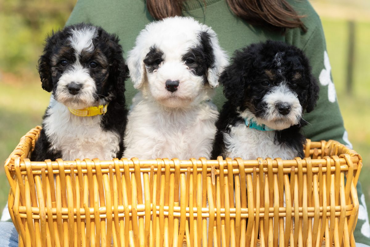 Tips for helping your Sheepadoodle settle into your home