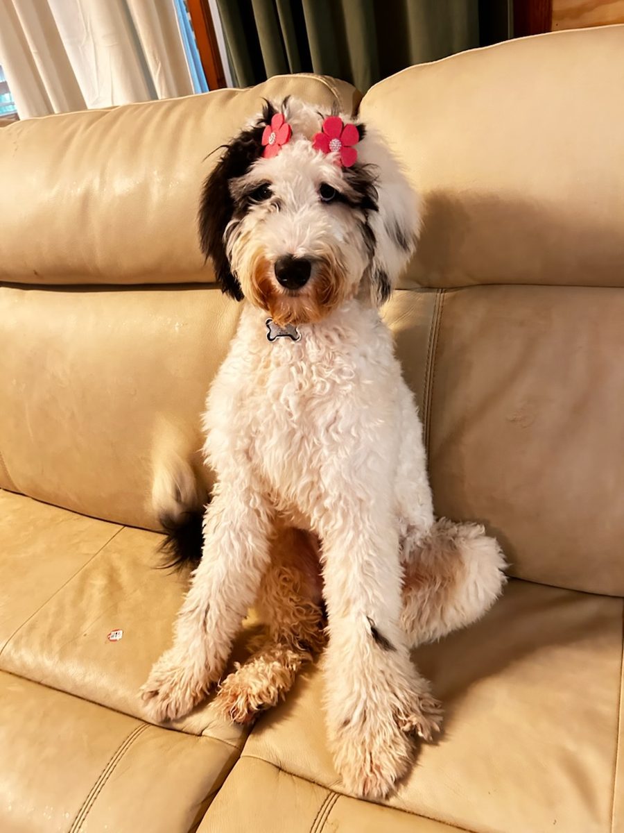 Beth's sheepadoodle on the couch