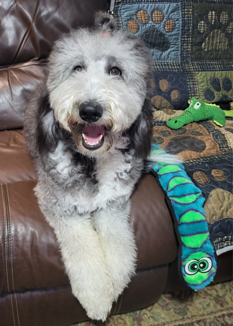 Lisa's sheepadoodle with a toy