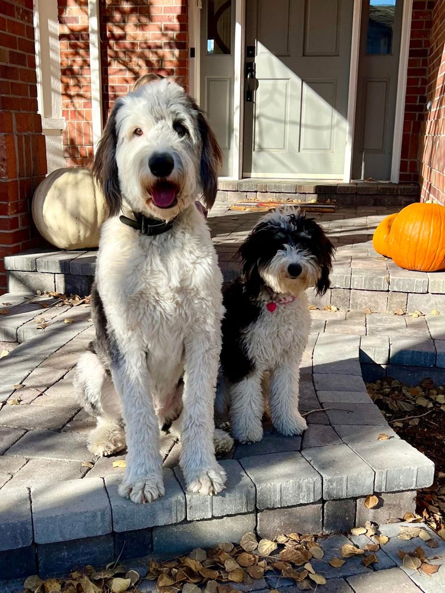 Luna the mini sheepadoodle with her big brother