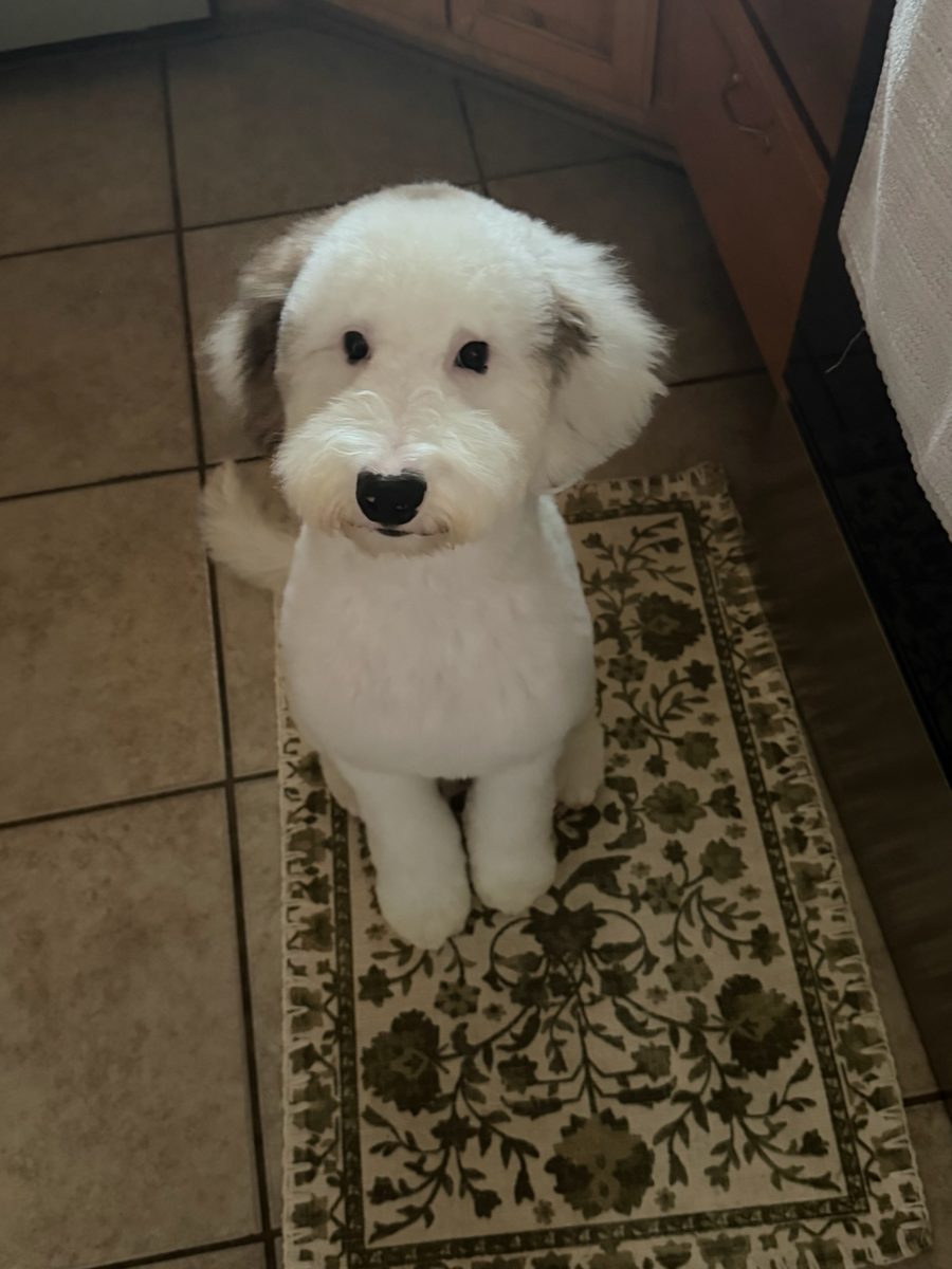 Sarah's sheepadoodle puppy